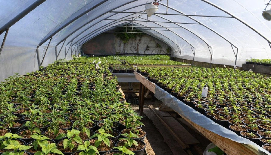 Greenhouses That Create a Stable Environment for Growing All Year